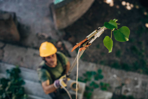 How Our Tree Care Process Works  in Reed City, MI